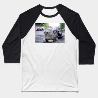 sphinx cat / Swiss Artwork Photography Baseball T-Shirt